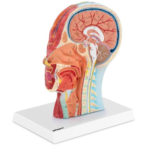 Model anatomiczny 3D głowy i szyi człowieka skala 1:1 Model anatomiczny 3D głowy i szyi człowieka skala 1:1