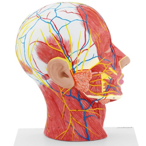 Model anatomiczny 3D głowy i szyi człowieka skala 1:1 Model anatomiczny 3D głowy i szyi człowieka skala 1:1