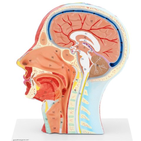 Model anatomiczny 3D głowy i szyi człowieka skala 1:1 Model anatomiczny 3D głowy i szyi człowieka skala 1:1