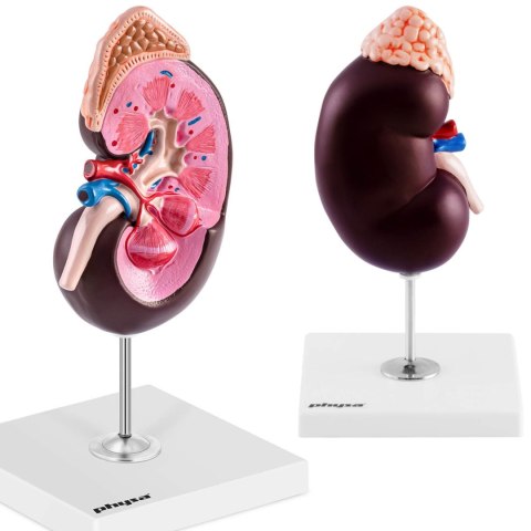 Model anatomiczny 3D nerki człowieka skala 1.5:1 Model anatomiczny 3D nerki człowieka skala 1.5:1