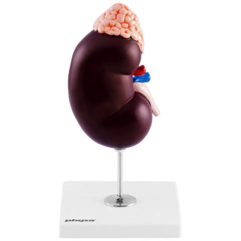 Model anatomiczny 3D nerki człowieka skala 1.5:1 Model anatomiczny 3D nerki człowieka skala 1.5:1