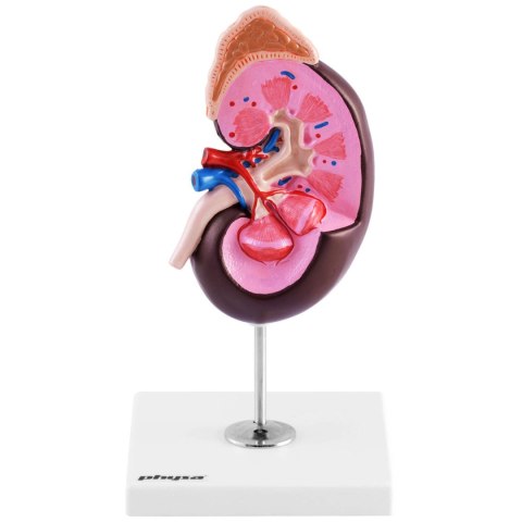 Model anatomiczny 3D nerki człowieka skala 1.5:1 Model anatomiczny 3D nerki człowieka skala 1.5:1