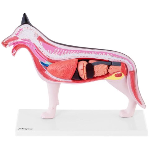 Model anatomiczny 3D psa z wyjmowanymi organami Model anatomiczny 3D psa z wyjmowanymi organami