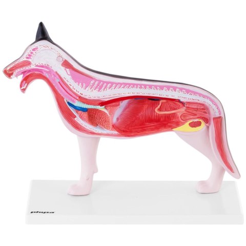 Model anatomiczny 3D psa z wyjmowanymi organami Model anatomiczny 3D psa z wyjmowanymi organami