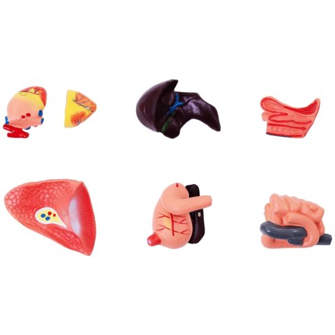 Model anatomiczny 3D psa z wyjmowanymi organami Model anatomiczny 3D psa z wyjmowanymi organami