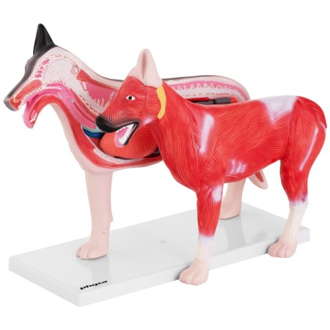 Model anatomiczny 3D psa z wyjmowanymi organami Model anatomiczny 3D psa z wyjmowanymi organami