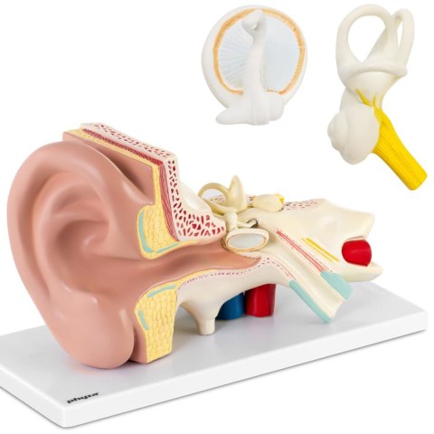 Model anatomiczny 3D ucha człowieka z wyjmowanymi elementami skala 3:1 Model anatomiczny 3D ucha człowieka z wyjmowanymi elementami skala 3:1