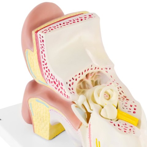 Model anatomiczny 3D ucha człowieka z wyjmowanymi elementami skala 3:1 Model anatomiczny 3D ucha człowieka z wyjmowanymi elementami skala 3:1
