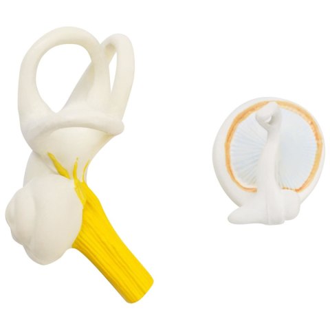 Model anatomiczny 3D ucha człowieka z wyjmowanymi elementami skala 3:1 Model anatomiczny 3D ucha człowieka z wyjmowanymi elementami skala 3:1