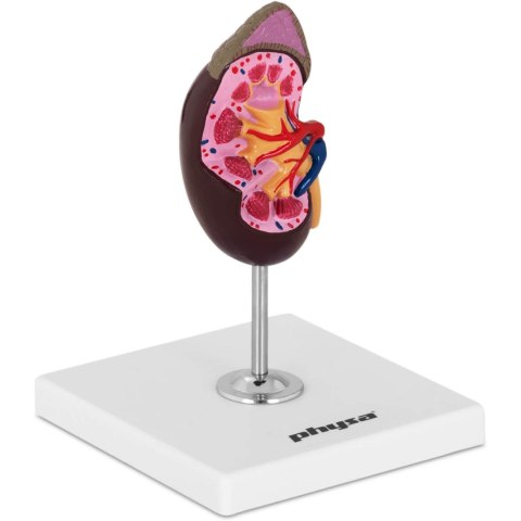 Model anatomiczny nerki 3D w skali 1:1 Model anatomiczny nerki 3D w skali 1:1