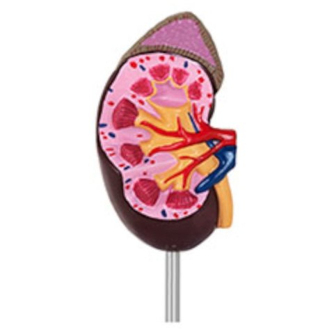Model anatomiczny nerki 3D w skali 1:1 Model anatomiczny nerki 3D w skali 1:1