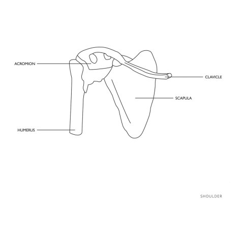 Model anatomiczny stawu barkowego w skali 1:1 Model anatomiczny stawu barkowego w skali 1:1