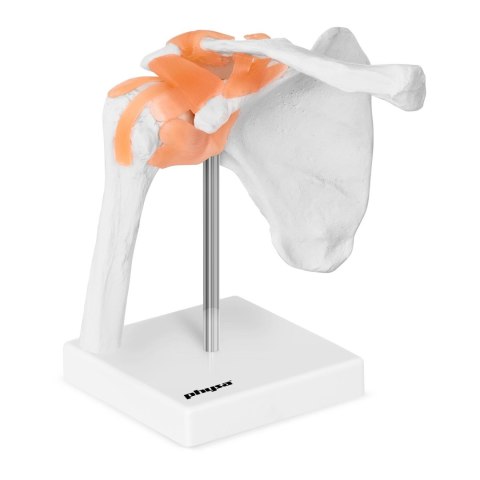 Model anatomiczny stawu barkowego w skali 1:1 Model anatomiczny stawu barkowego w skali 1:1