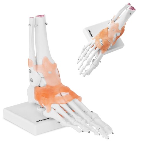 Model anatomiczny stawu skokowego z więzadłami w skali 1:1 Model anatomiczny stawu skokowego z więzadłami w skali 1:1