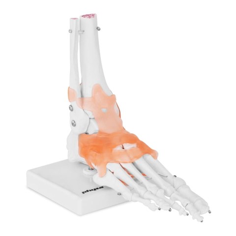 Model anatomiczny stawu skokowego z więzadłami w skali 1:1 Model anatomiczny stawu skokowego z więzadłami w skali 1:1