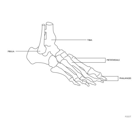 Model anatomiczny stawu skokowego z więzadłami w skali 1:1 Model anatomiczny stawu skokowego z więzadłami w skali 1:1