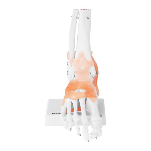 Model anatomiczny stawu skokowego z więzadłami w skali 1:1 Model anatomiczny stawu skokowego z więzadłami w skali 1:1