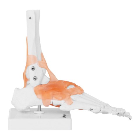 Model anatomiczny stawu skokowego z więzadłami w skali 1:1 Model anatomiczny stawu skokowego z więzadłami w skali 1:1